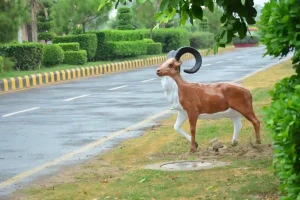 Insaf City Decoration